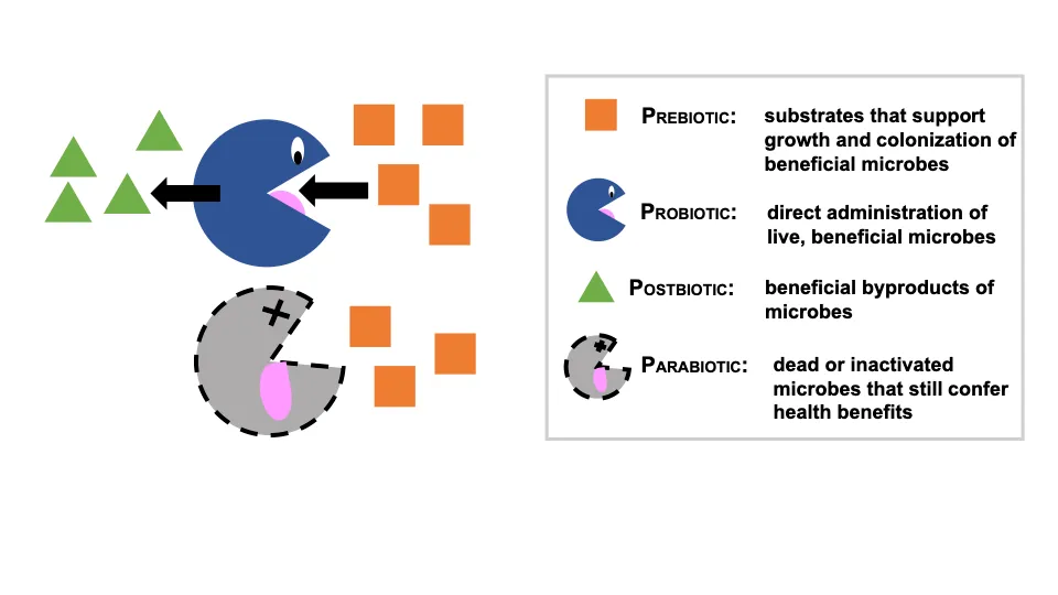 Image showing the different between prebiotics, probiotics, postbiotics, and parabiotics