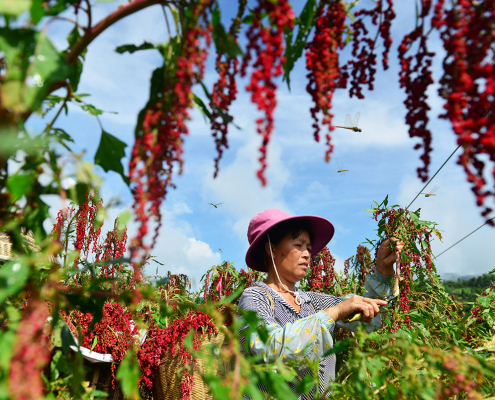 Researchers are moving to document the many compounds found in food crops, such as this red quinoa grown in China.
