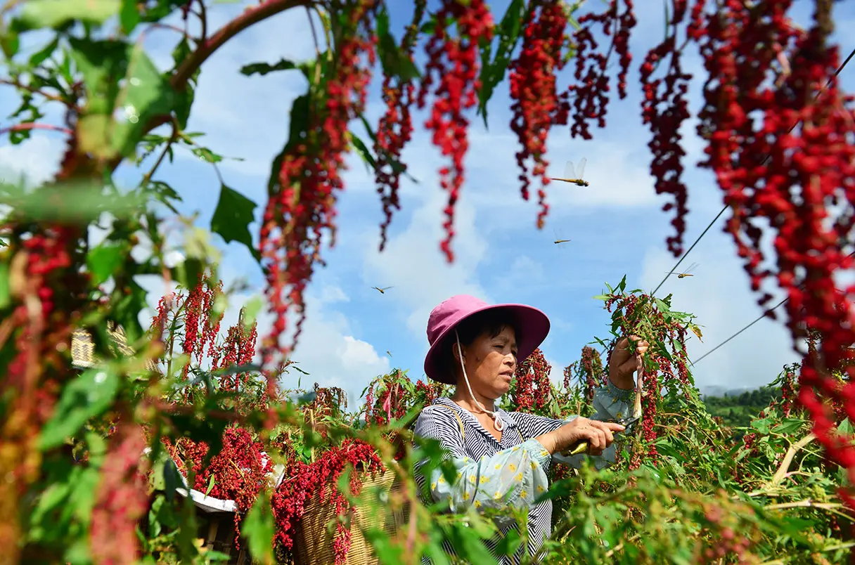 Woman in a fields harvesting berries