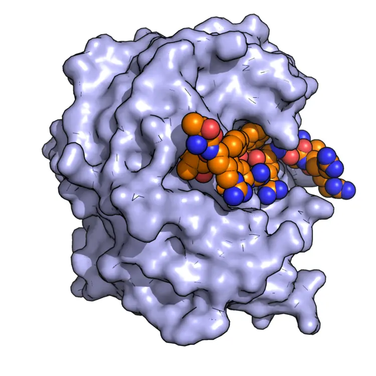 Image of protease enzyme