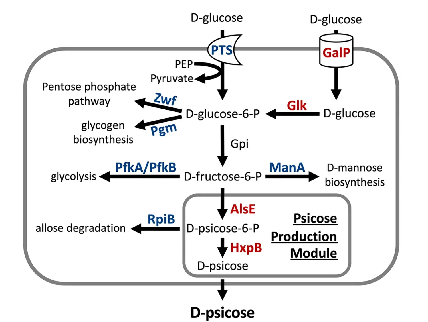 Chart showing the transformation of glucose to psicose