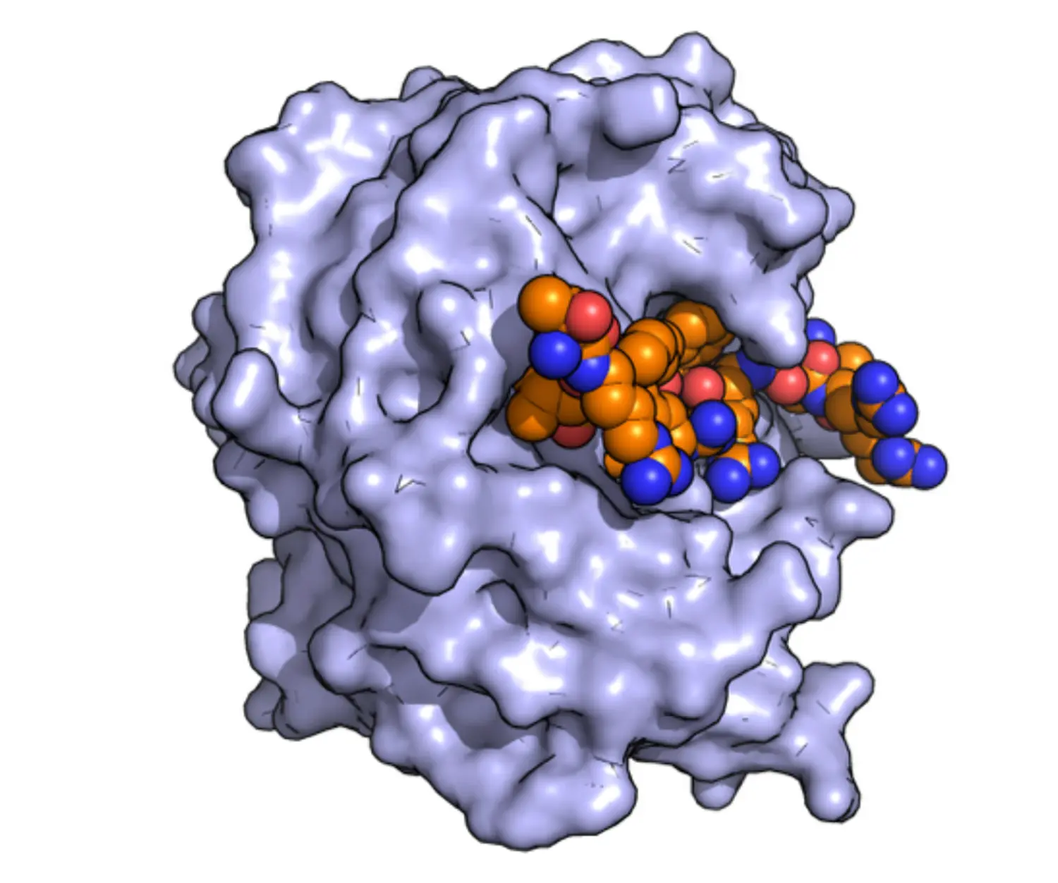 Digestiva protease illustration