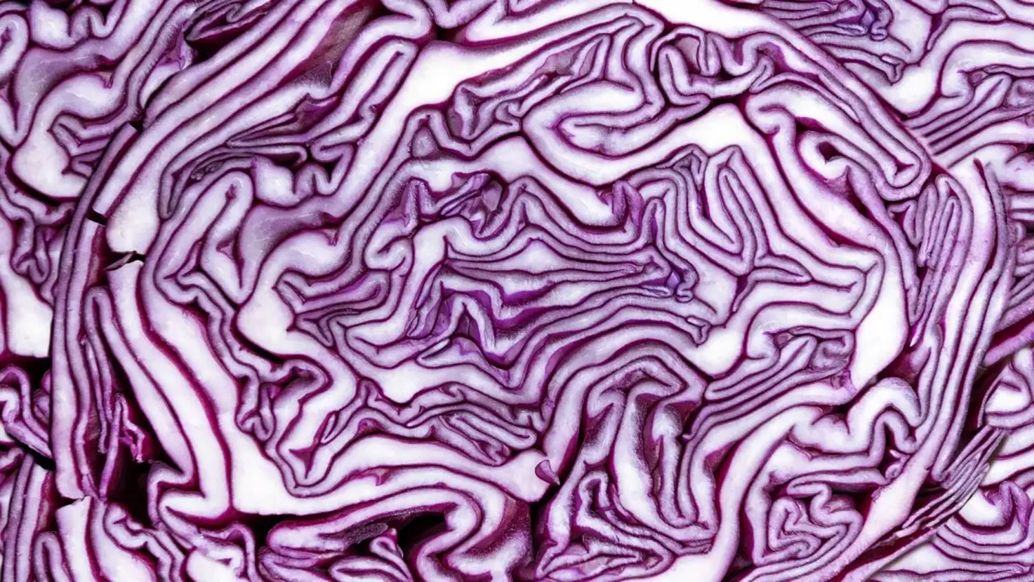 Cabbage