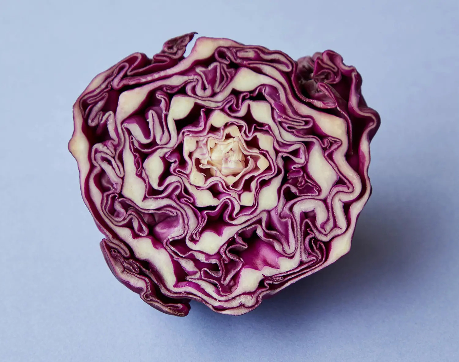 Red cabbage on a table