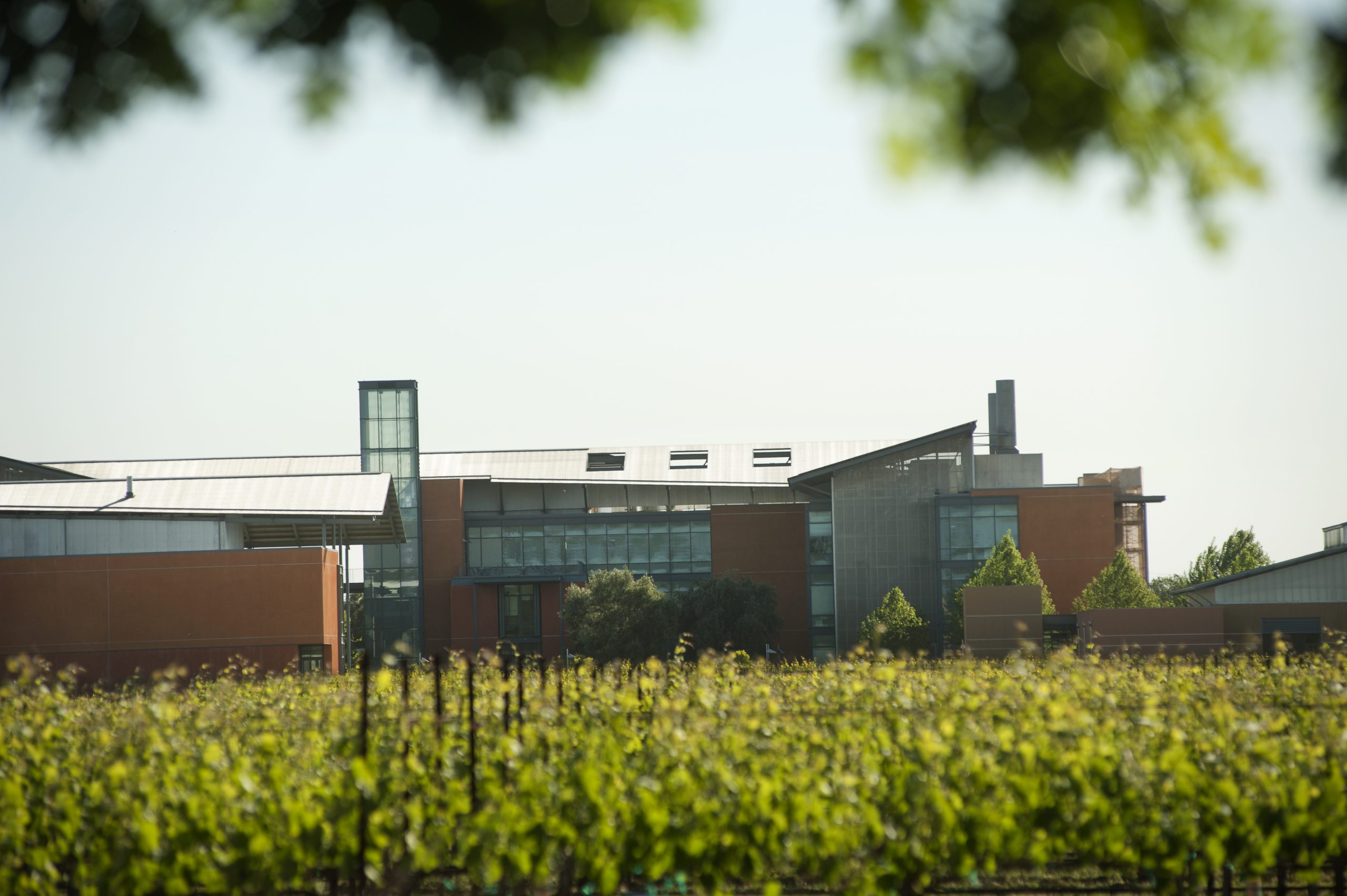 The Robert Mondavi Institute on Wednesday April 15, 2015 at UC Davis. The Institute has a working vineyard, which has a variety of grapes grown in a variety of styles.