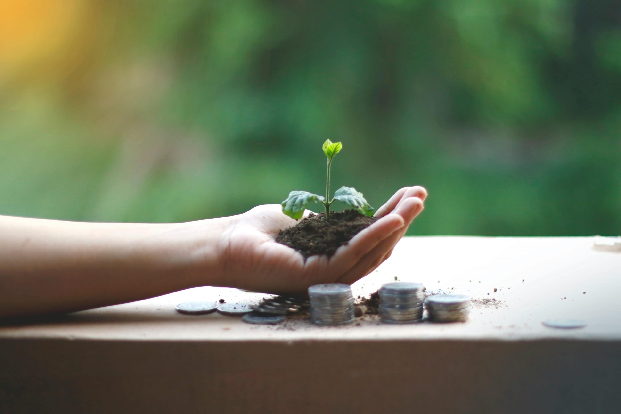 Plant growing from hand