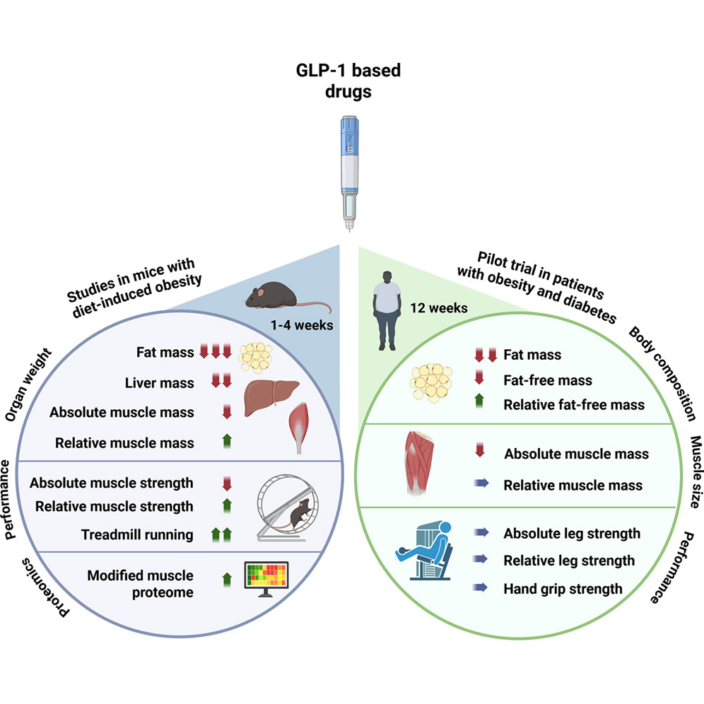 Weight loss with GLP-1 medicines does not result in a disproportionate loss of muscle mass or function in obese mice and humans