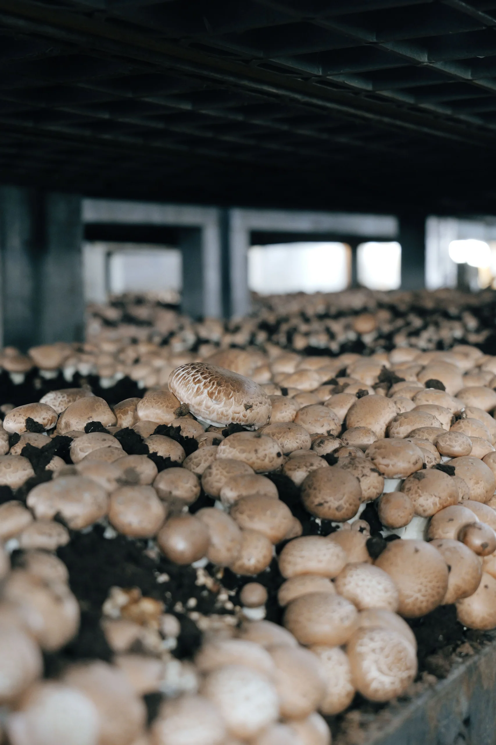 Contained mushrooms